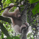 Alba was released back to her natural habitat in 2018.